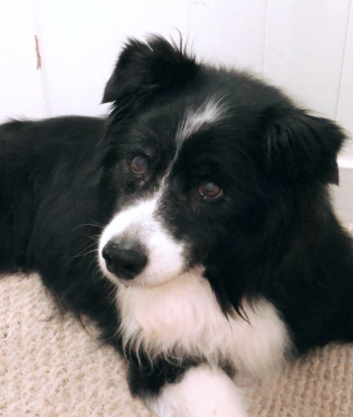 DoggoDay2018.png